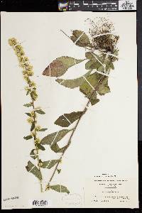 Solidago bicolor image