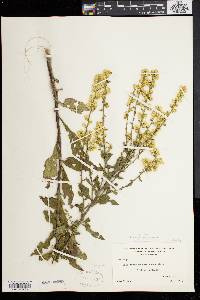 Solidago bicolor image