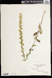 Solidago bicolor image