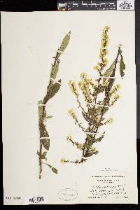 Solidago bicolor image