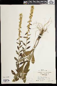 Solidago bicolor image