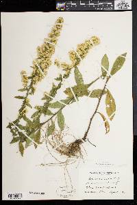 Solidago bicolor image