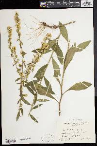 Solidago bicolor image