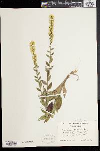 Solidago bicolor image