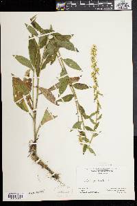 Solidago bicolor image