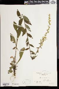 Solidago bicolor image