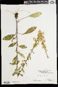 Solidago bicolor image