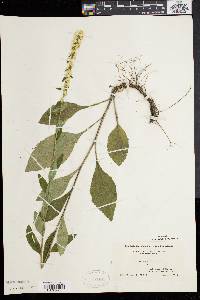 Solidago bicolor image