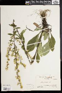 Solidago bicolor image