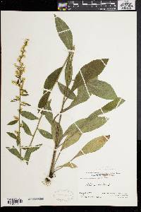 Solidago bicolor image