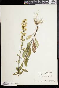 Solidago bicolor image