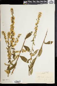 Solidago bicolor image