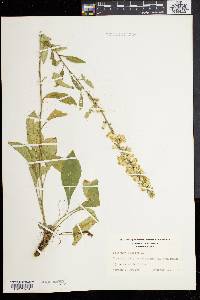 Solidago bicolor image