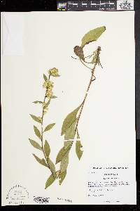 Solidago bicolor image