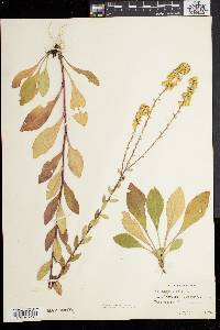 Solidago bicolor image