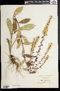 Solidago bicolor image