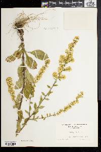 Solidago bicolor image