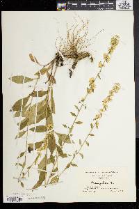 Solidago bicolor image