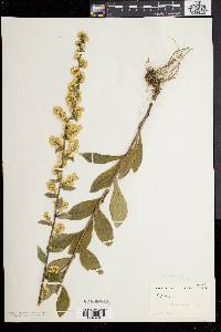 Solidago bicolor image