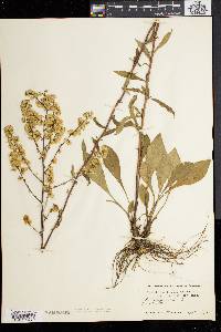 Solidago bicolor image