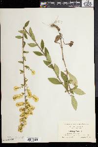 Solidago bicolor image