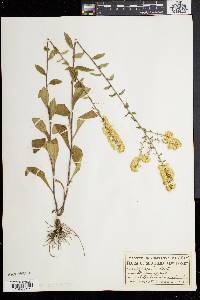 Solidago bicolor image