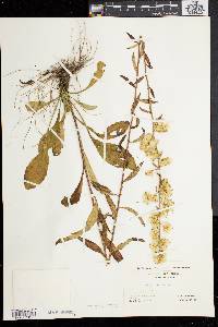 Solidago bicolor image