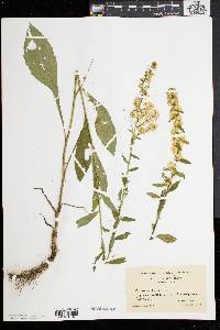 Solidago bicolor image