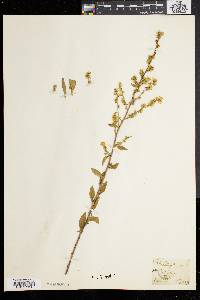 Solidago bicolor image