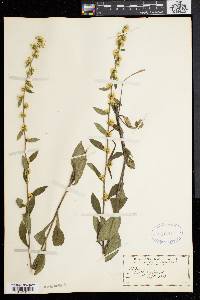 Solidago bicolor image