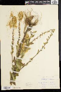 Solidago bicolor image