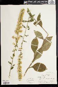 Solidago bicolor image