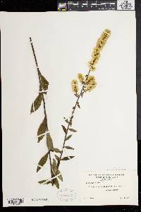 Solidago bicolor image