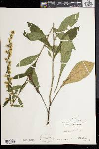 Solidago bicolor image