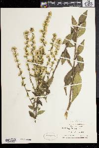 Solidago bicolor image