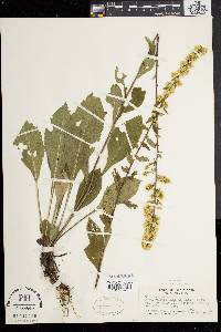 Solidago bicolor image