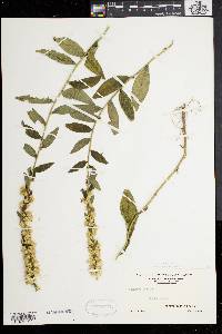 Solidago bicolor image