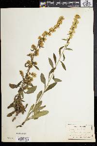 Solidago bicolor image