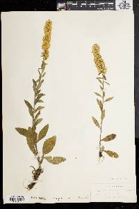 Solidago bicolor image