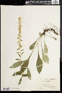 Solidago bicolor image