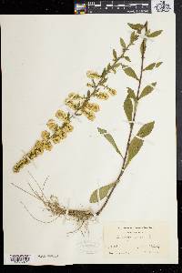 Solidago bicolor image