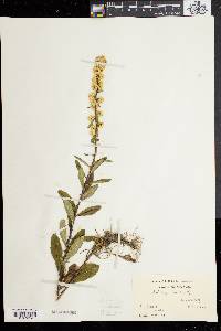 Solidago bicolor image