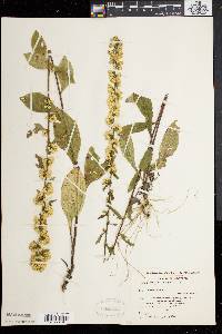 Solidago bicolor image