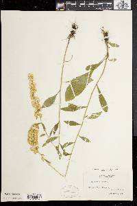 Solidago bicolor image