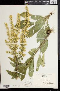 Solidago bicolor image