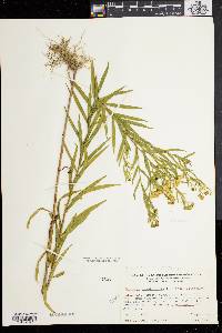 Solidago bicolor image