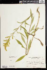 Solidago bicolor image