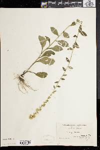 Solidago bicolor image