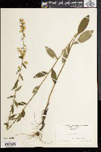 Solidago bicolor image