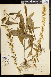 Solidago bicolor image